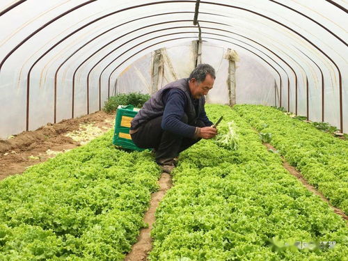 產(chǎn)銷對接顯成效 30噸滯銷蔬菜成功售出，畜產(chǎn)品購銷貿(mào)易同步拓展